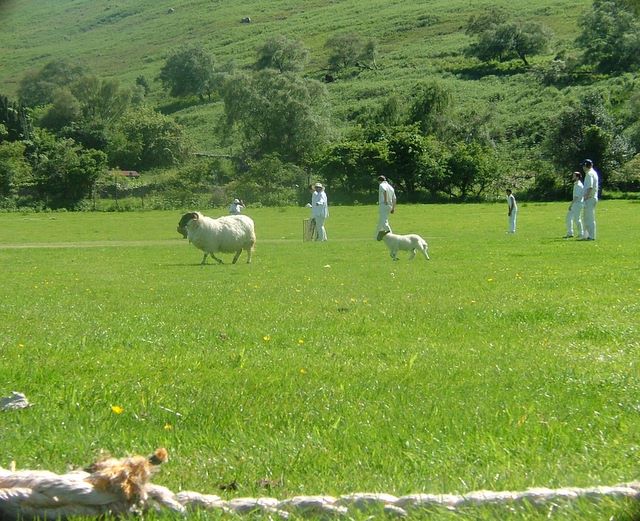 The sheep make a sprint for Sohaib who was visiting the countryside for the first time.
