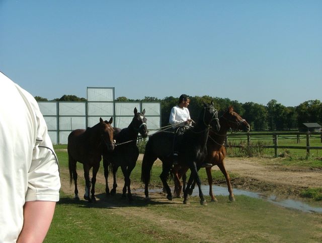 Man rides five horses.  If he had a couple more he'd be able to play polo too.