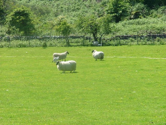 We did score \"One Man and His Dog\" points for managing to separate the closest sheep from the pack.